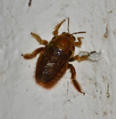Xylocopa griswoldi