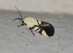 Eusceptis flavifrimbriata