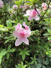 Rhododendron