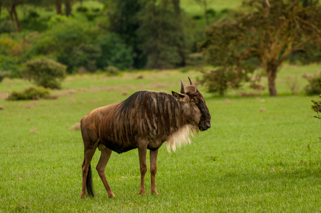 Connochaetes taurinus, Naivasha, Kenya, by adamfromcanada