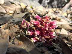 Kopsiopsis strobilacea