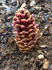 Kopsiopsis strobilacea