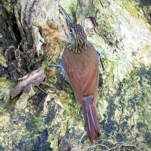 Kakaobaumsteiger (Xiphorhynchus susurrans)