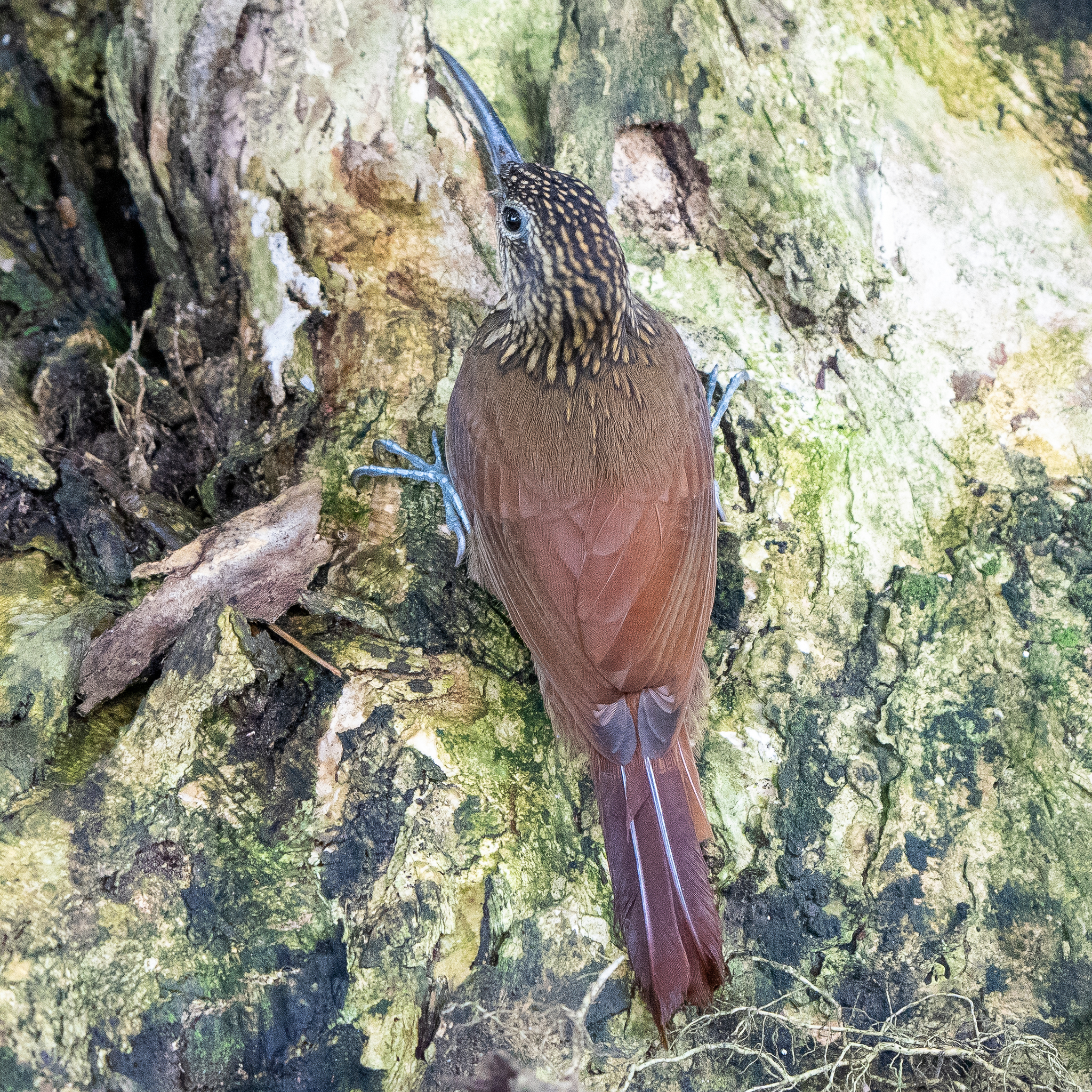 Cocoa Woodcreeper illustration