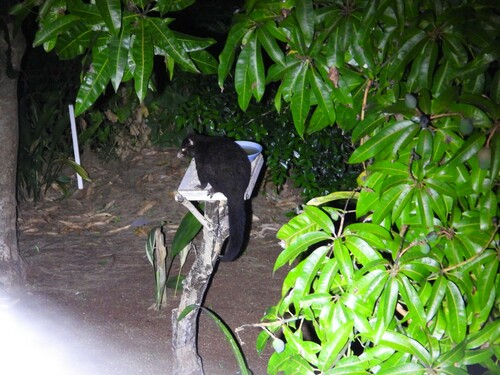 Short-eared Brush-tailed Possum, Lismore NSW 2480, Australia, photo 10 of 10