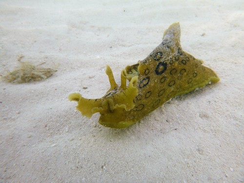Photo of Spotted sea hare (Aplysia dactylomela)