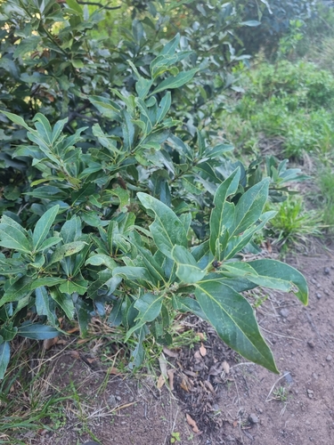 Laurus novocanariensis (Laurus novocanariensis)