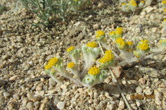Eriophyllum pringlei