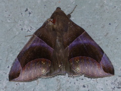 Dysgonia purpurata