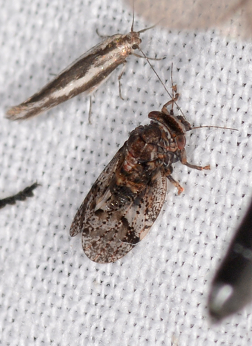 Dasypsylla brunnea, 2023-11-05
