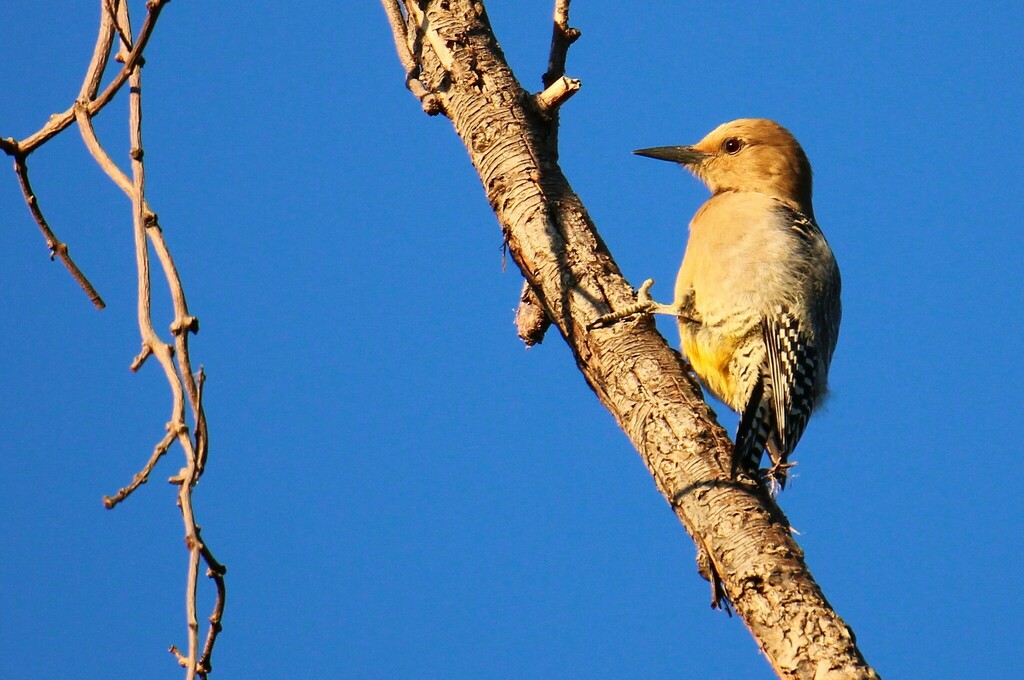 Gila Woodpecker from Bosque Pedagógico del Agua, 45140 Zapopan, Jal. on ...