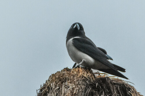 Great Woodswallow (Artamus maximus), photo 6