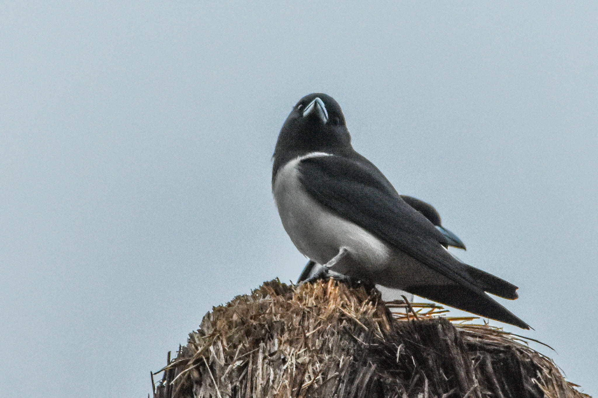 Great Woodswallow (Artamus maximus), photo 6