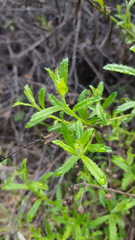 Baccharis plummerae plummerae