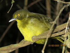 Yellow-Eyed Bristlebill photo 3