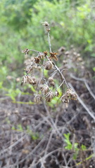 Baccharis plummerae plummerae