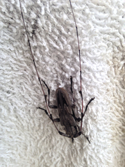 Acanthocinus nodosus