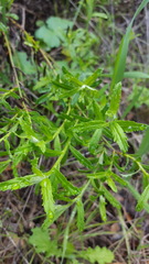 Baccharis plummerae plummerae
