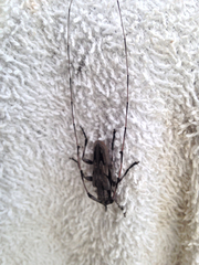 Acanthocinus nodosus