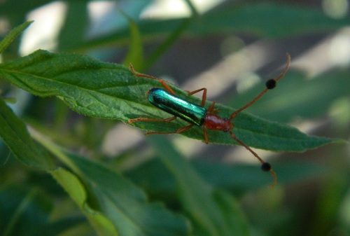 Compsocerus violaceus photo 3