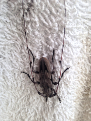 Acanthocinus nodosus