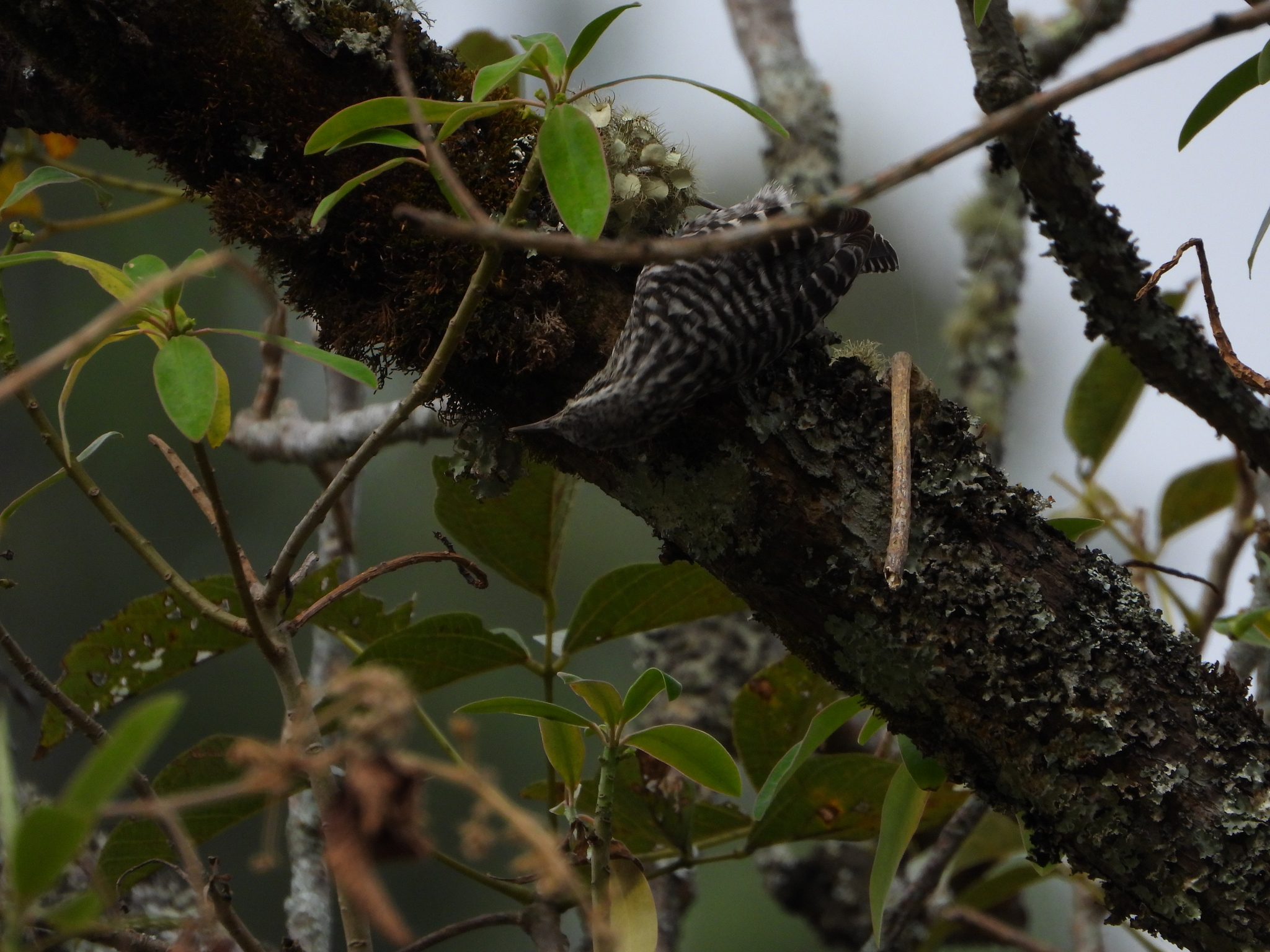 Campylorhynchus image