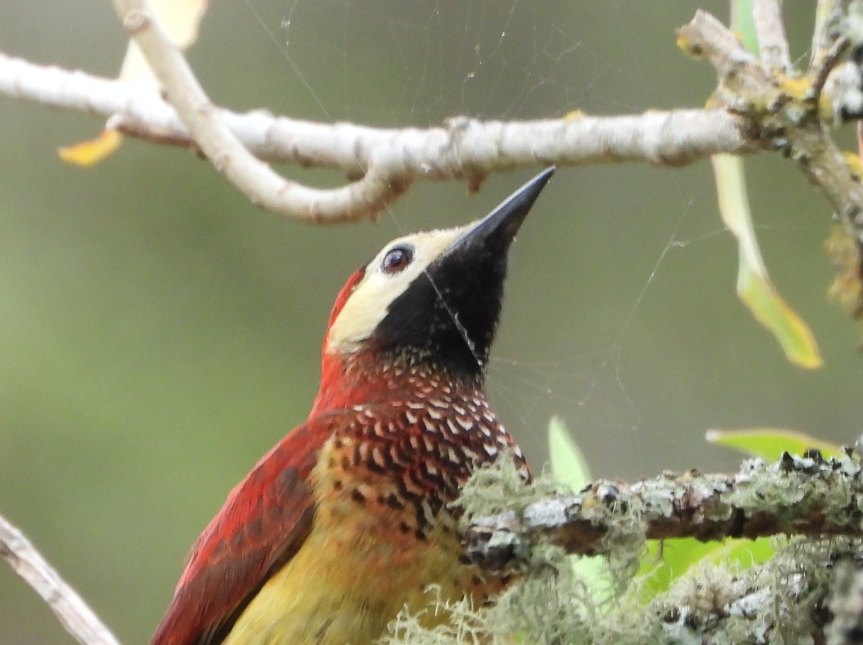Picinae image