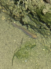 Killifish photo 5