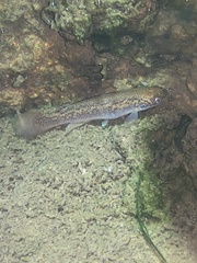 Killifish photo 4