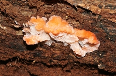 Aurantiporus pulcherrimus