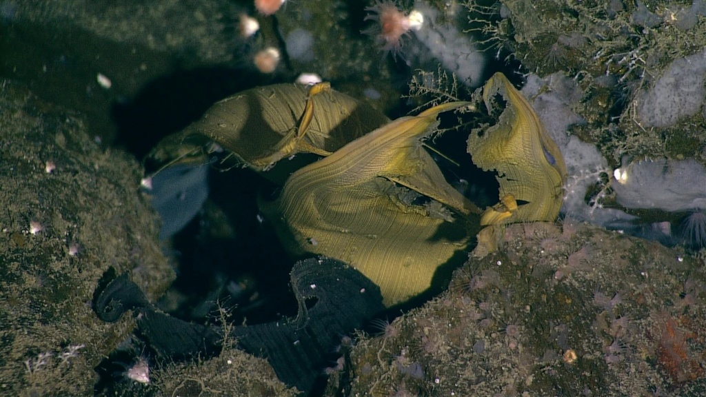 Pacific White Skate (NorthEast Pacific Deep Exploration Project (a ...