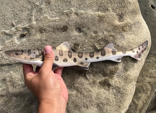 Leopard Shark, photo 8 of 10