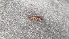 Ischnoptera bilunata