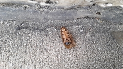 Ischnoptera bilunata