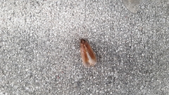 Ischnoptera bilunata