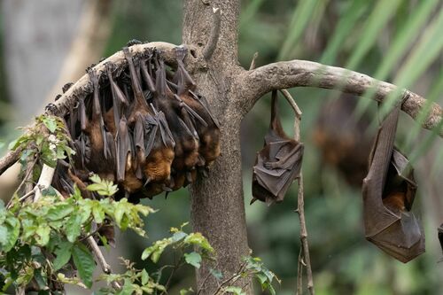Little Red Flying Fox