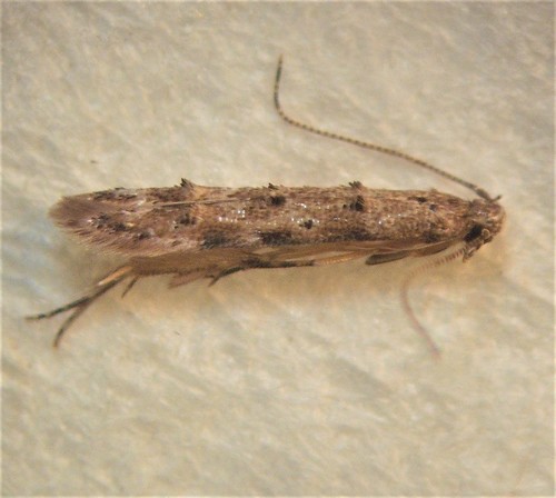 Microcolona limodes Meyrick, 1897