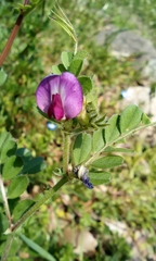 Vicia sativa nigra