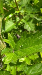 Adela septentrionella