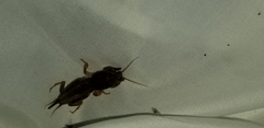 Gryllotalpa gryllotalpa