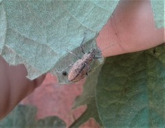 Naupactus versatilis