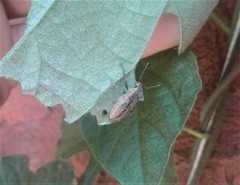 Naupactus versatilis