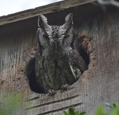 Megascops asio mccallii