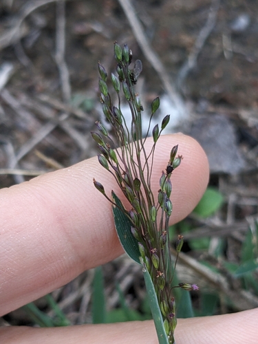 Image of Digitaria cognata by (c) Eric Knight, some rights reserved (CC BY)