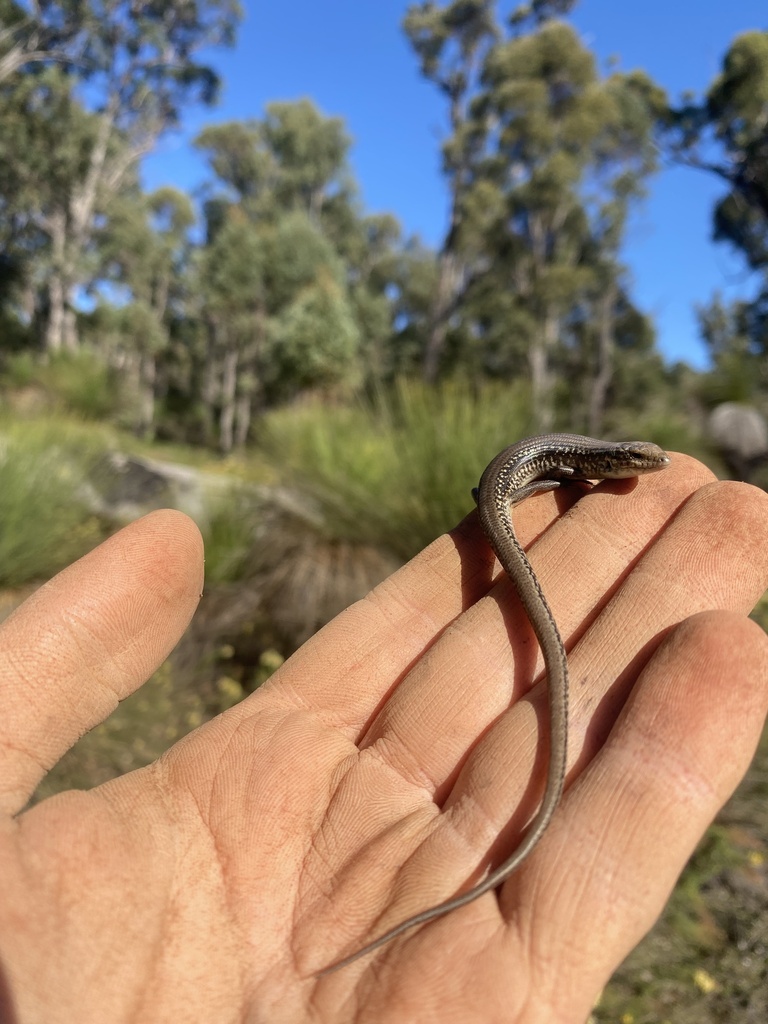 Darling Range Southwest Ctenotus in October 2023 by Dylan Goldspink ...