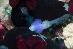 Nembrotha chamberlaini