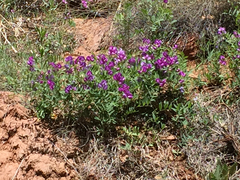 Lathyrus brachycalyx