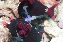 Nembrotha chamberlaini