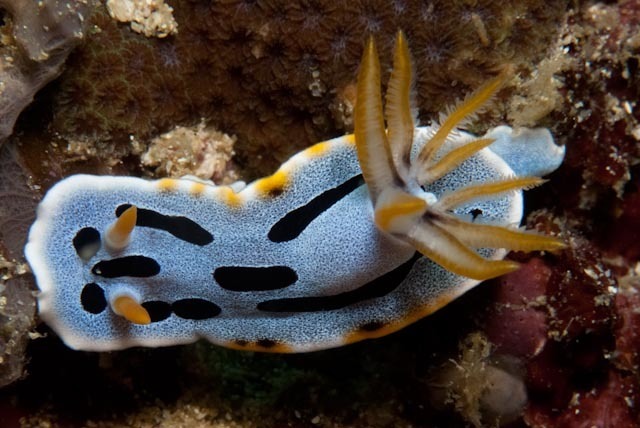 Diana's Chromodoris