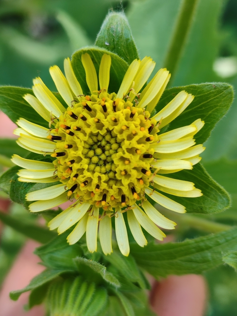 Smallanthus connatus